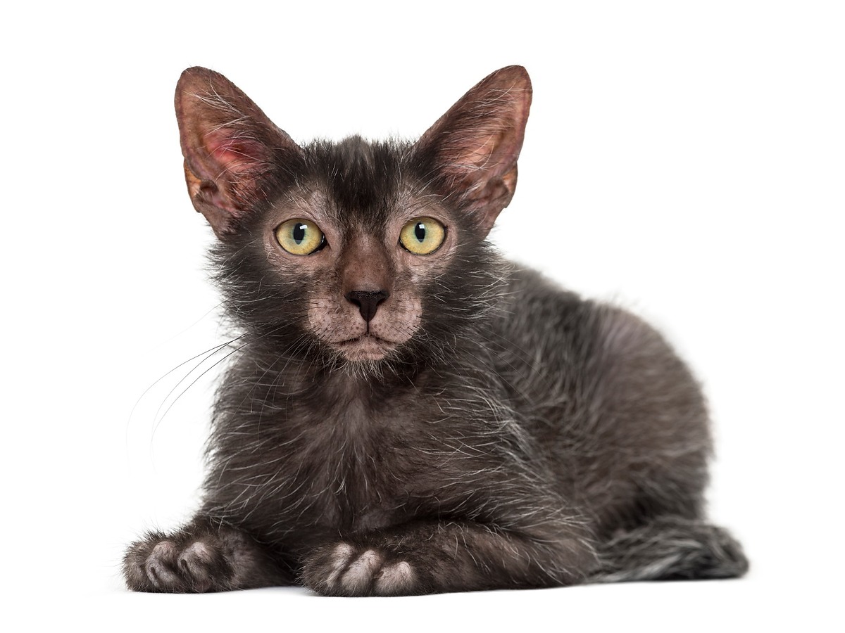 Lykoi s typickou riedkou srsťou a vlčím vzhľadom
